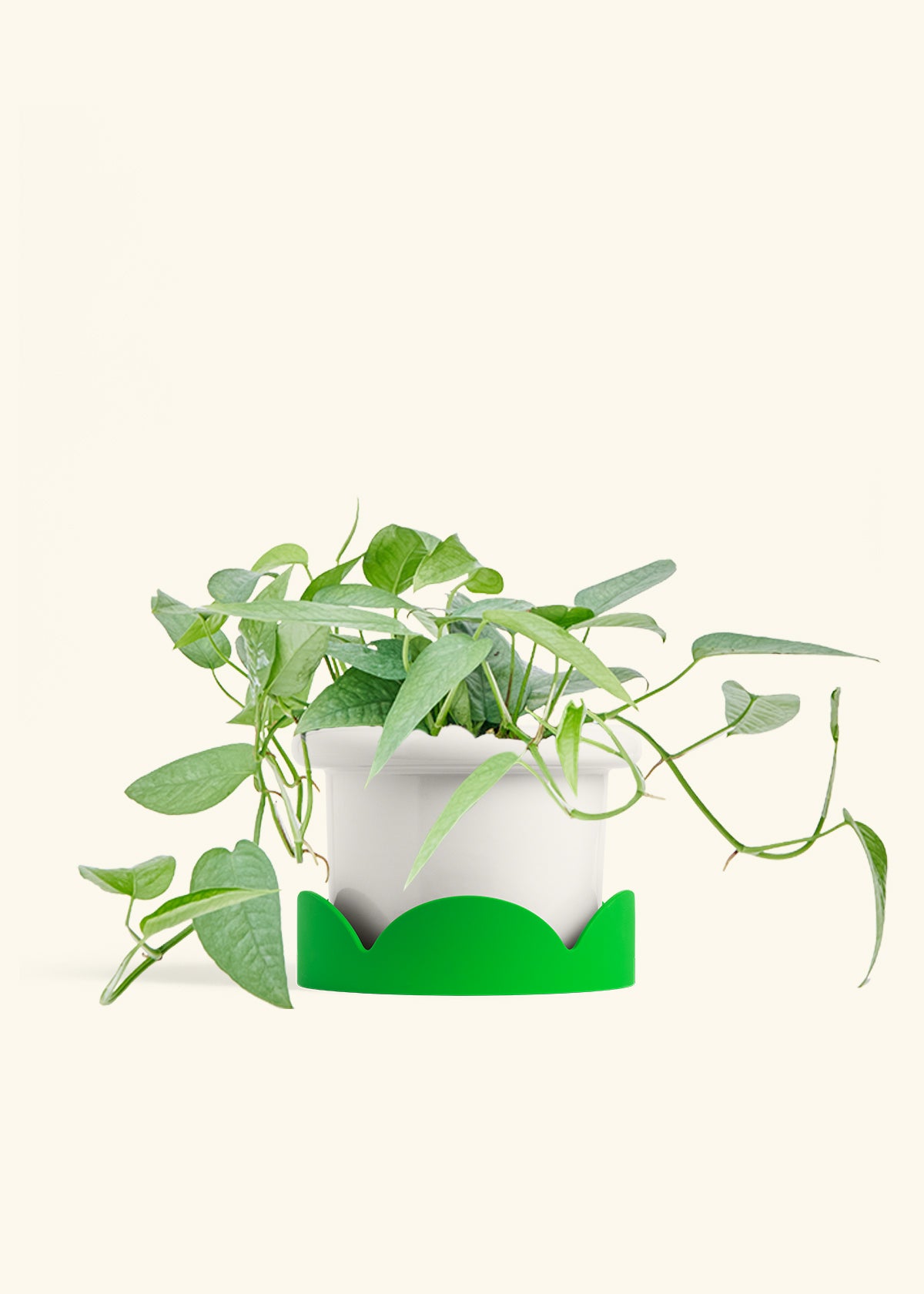 Fat Lip Planter Tray Combo, Polar White