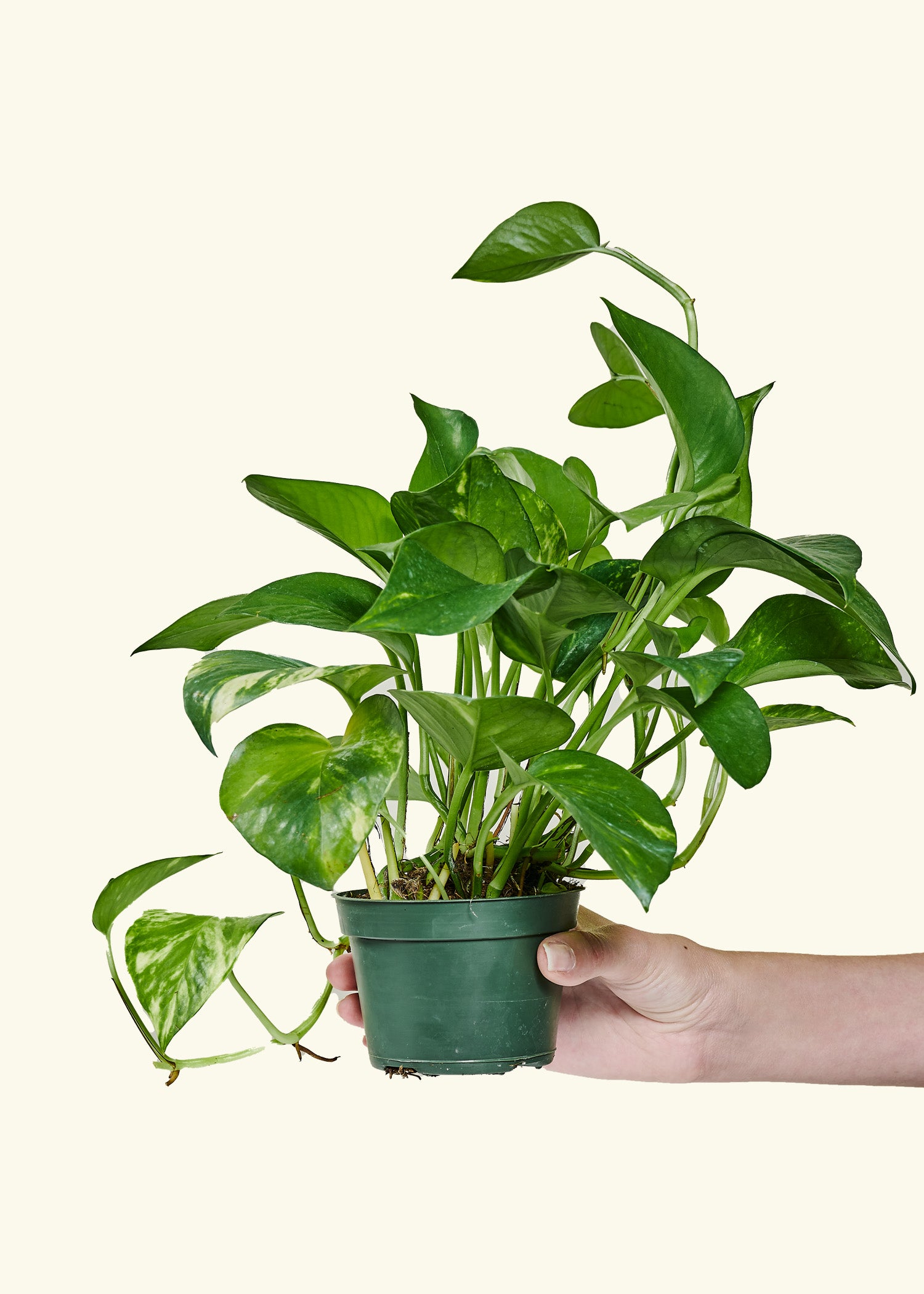 holy pothos Golden Pothos – Hey Rooted