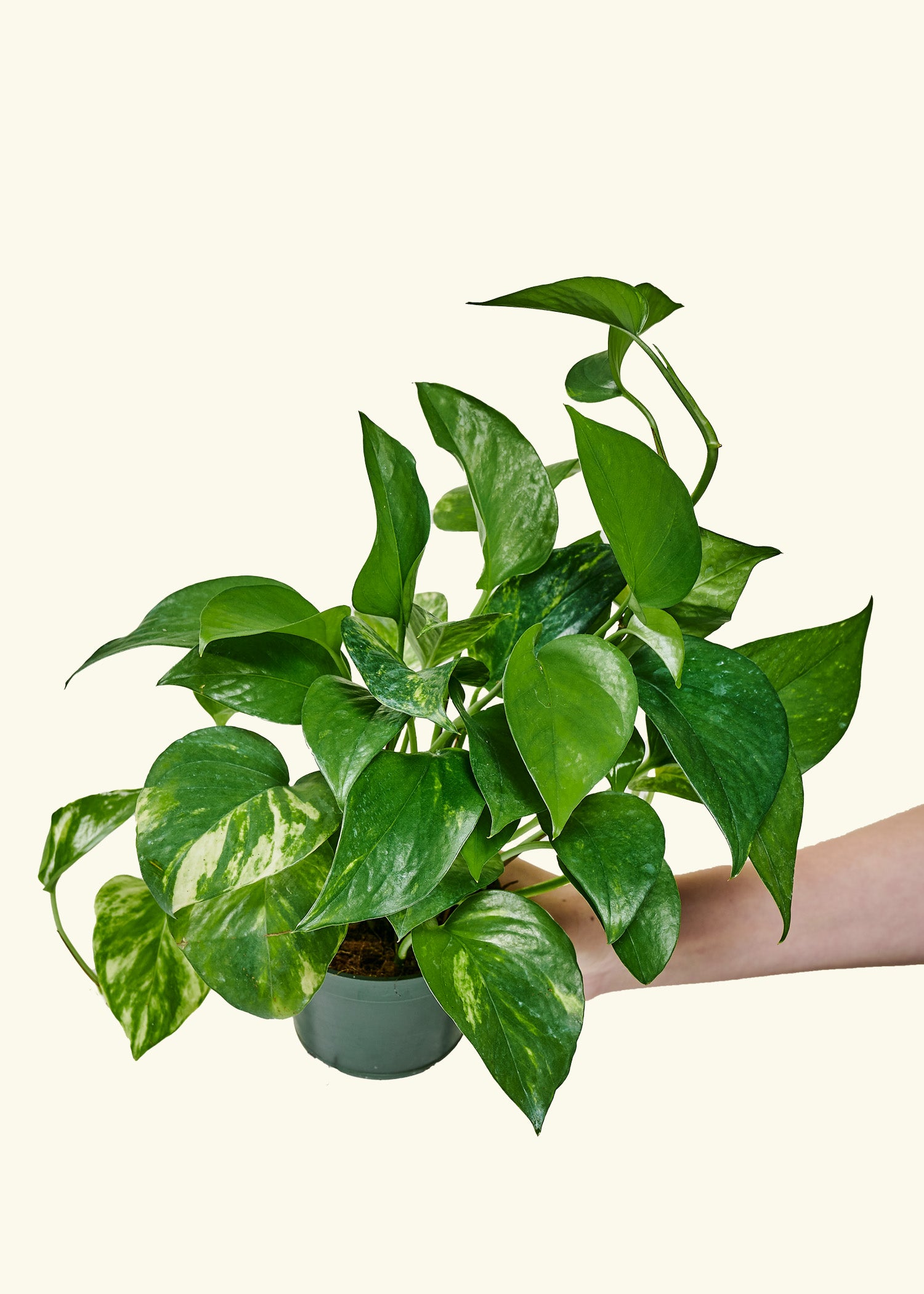 pothos plant sri lanka Golden Pothos – Hey Rooted