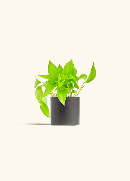 Golden Pothos in a 4 inches Charcoal Classic Cylinder Planter 