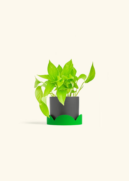 Golden Pothos in a 4 inches Charcoal Classic Cylinder Planter in a Shamrock Petal Drip Tray