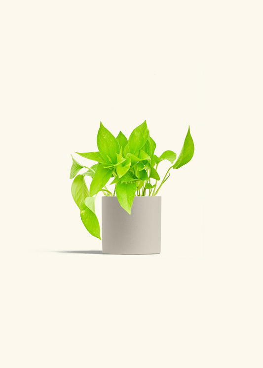Golden Pothos in a 4 inches Oat Classic Cylinder Planter 