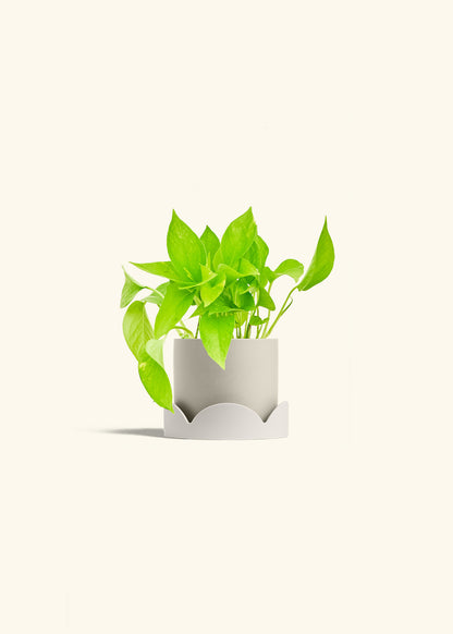 Golden Pothos in a 4 inches Oat Classic Cylinder Planter in a Oat Petal Drip Tray