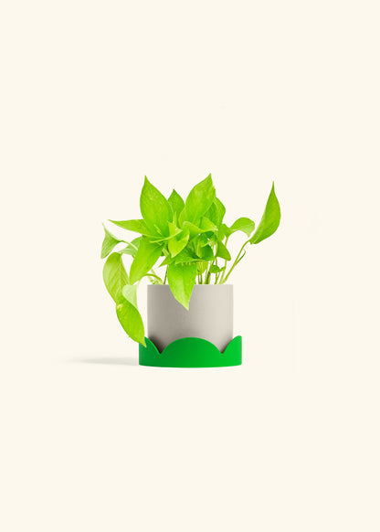 Golden Pothos in a 4 inches Oat Classic Cylinder Planter in a Shamrock Petal Drip Tray
