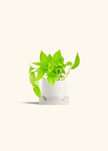 Golden Pothos in a 4 inches White Classic Cylinder Planter in a Oat Petal Drip Tray