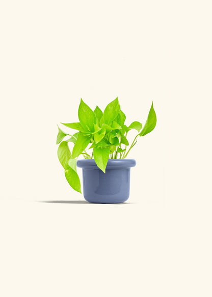 Golden Pothos in a 4 inches Fat Lip Blue Planter 