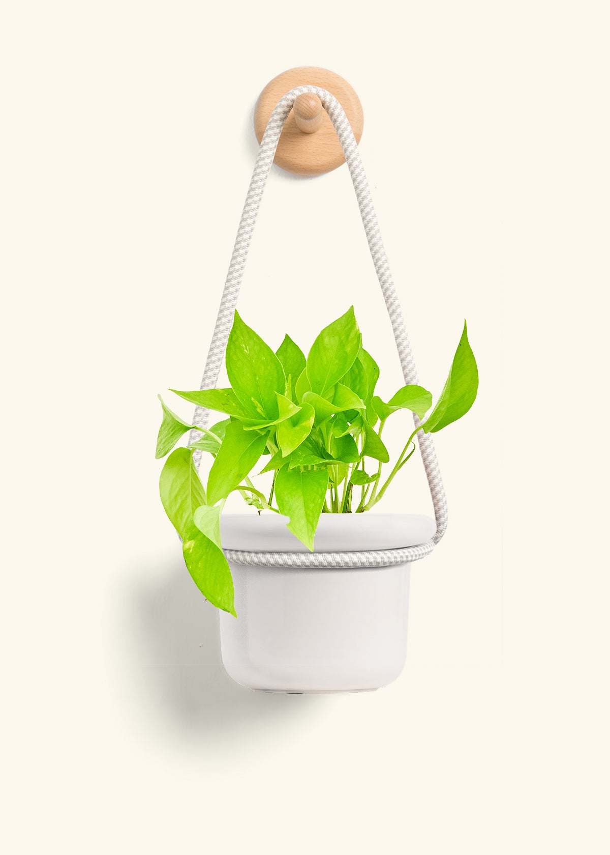 Golden Pothos, Small