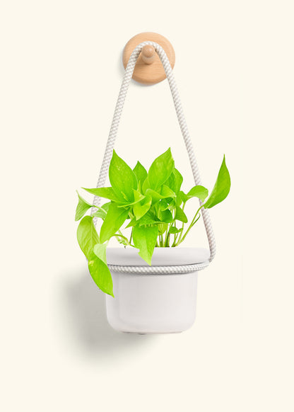 Golden Pothos, Small