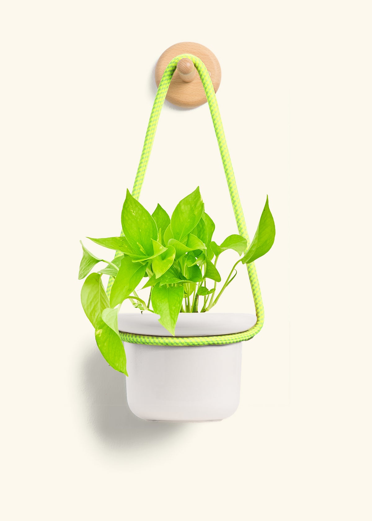 Golden Pothos, Small