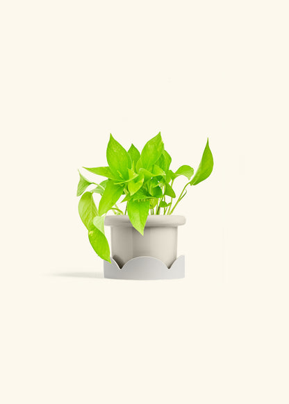 Golden Pothos in a 4 inches Fat Lip Oat Planter in a Oat Petal Drip Tray