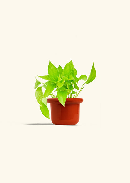 Golden Pothos in a 4 inches Fat Lip Red Planter 