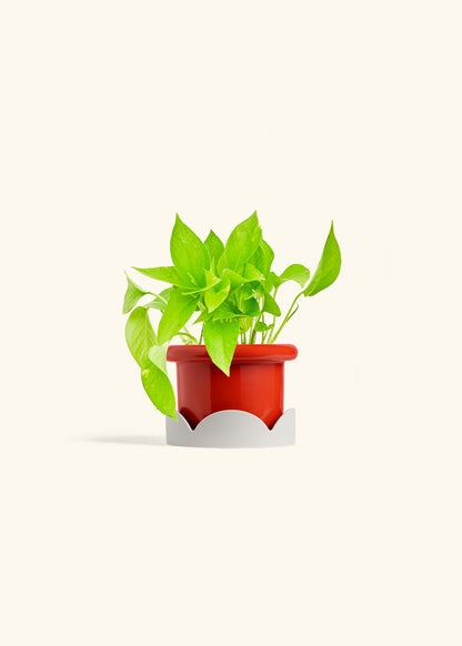 Golden Pothos in a 4 inches Fat Lip Red Planter in a Oat Petal Drip Tray