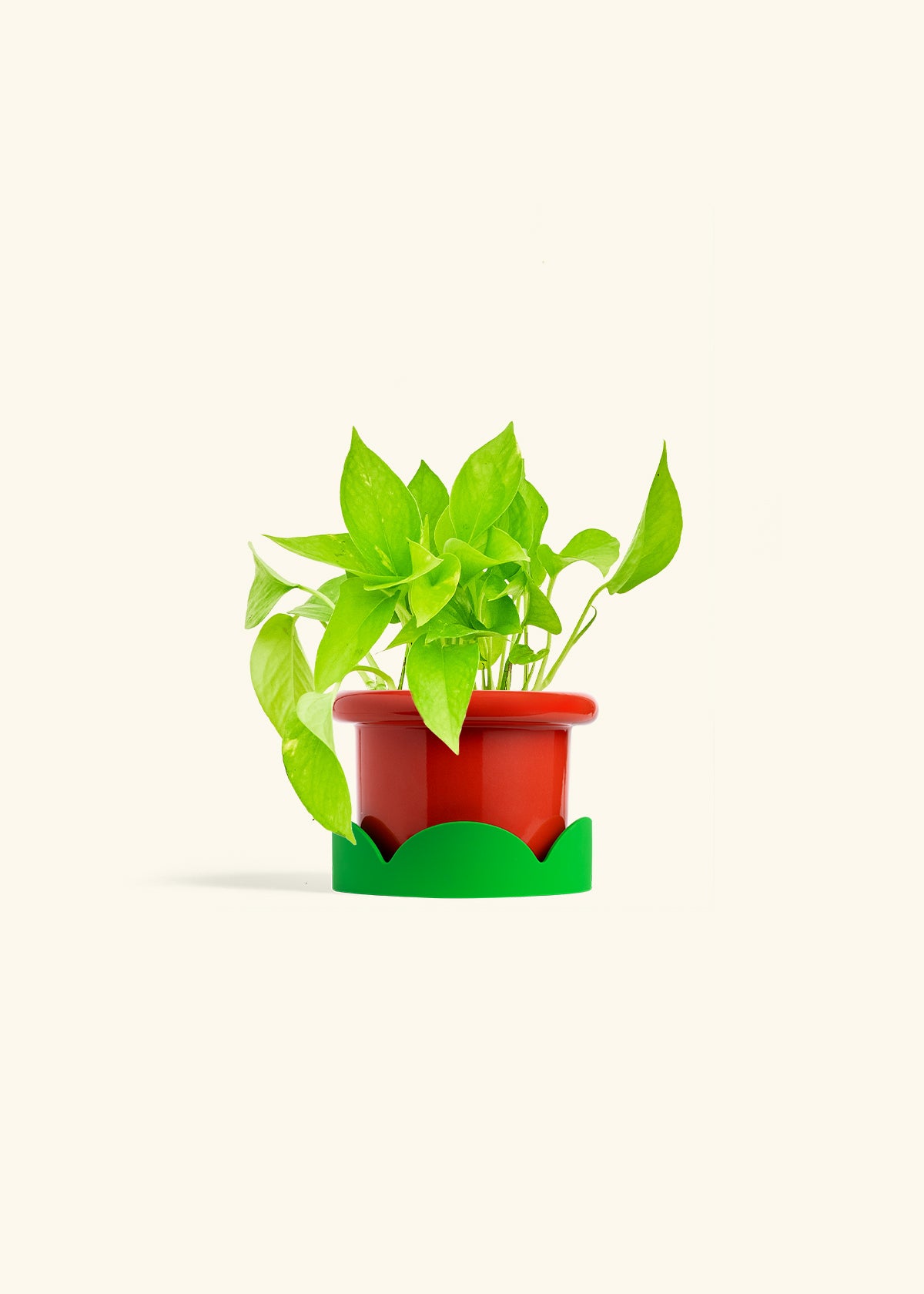 Golden Pothos in a 4 inches Fat Lip Red Planter in a Shamrock Petal Drip Tray