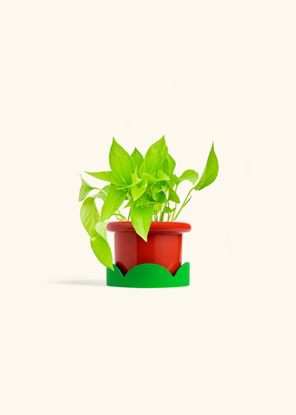 Golden Pothos in a 4 inches Fat Lip Red Planter in a Shamrock Petal Drip Tray