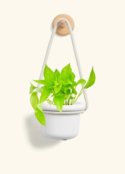 Golden Pothos, Small