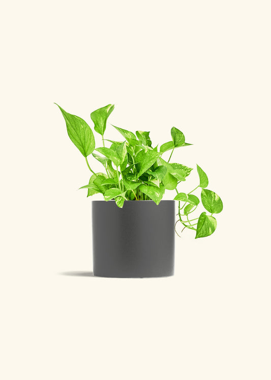 Golden Pothos in a 6 inches Charcoal Classic Cylinder Planter 
