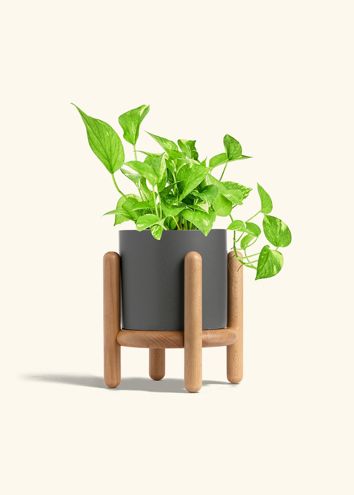 Golden Pothos in a 6 inches Charcoal Classic Cylinder Planter in a Beech Wood Stand