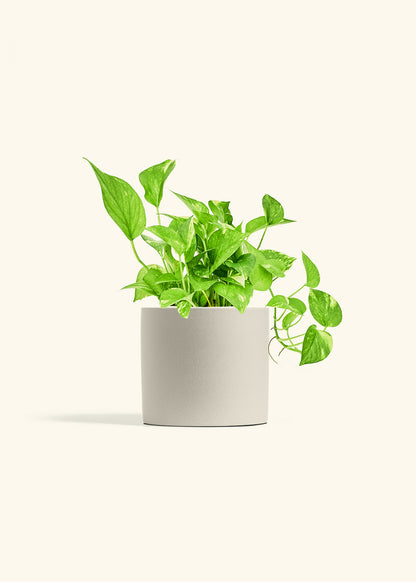 Golden Pothos in a 6 inches Oat Classic Cylinder Planter 