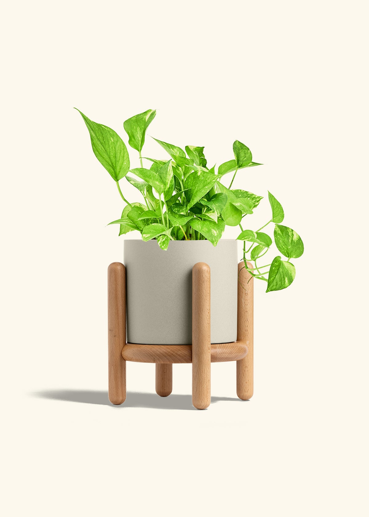 Golden Pothos in a 6 inches Oat Classic Cylinder Planter in a Beech Wood Stand