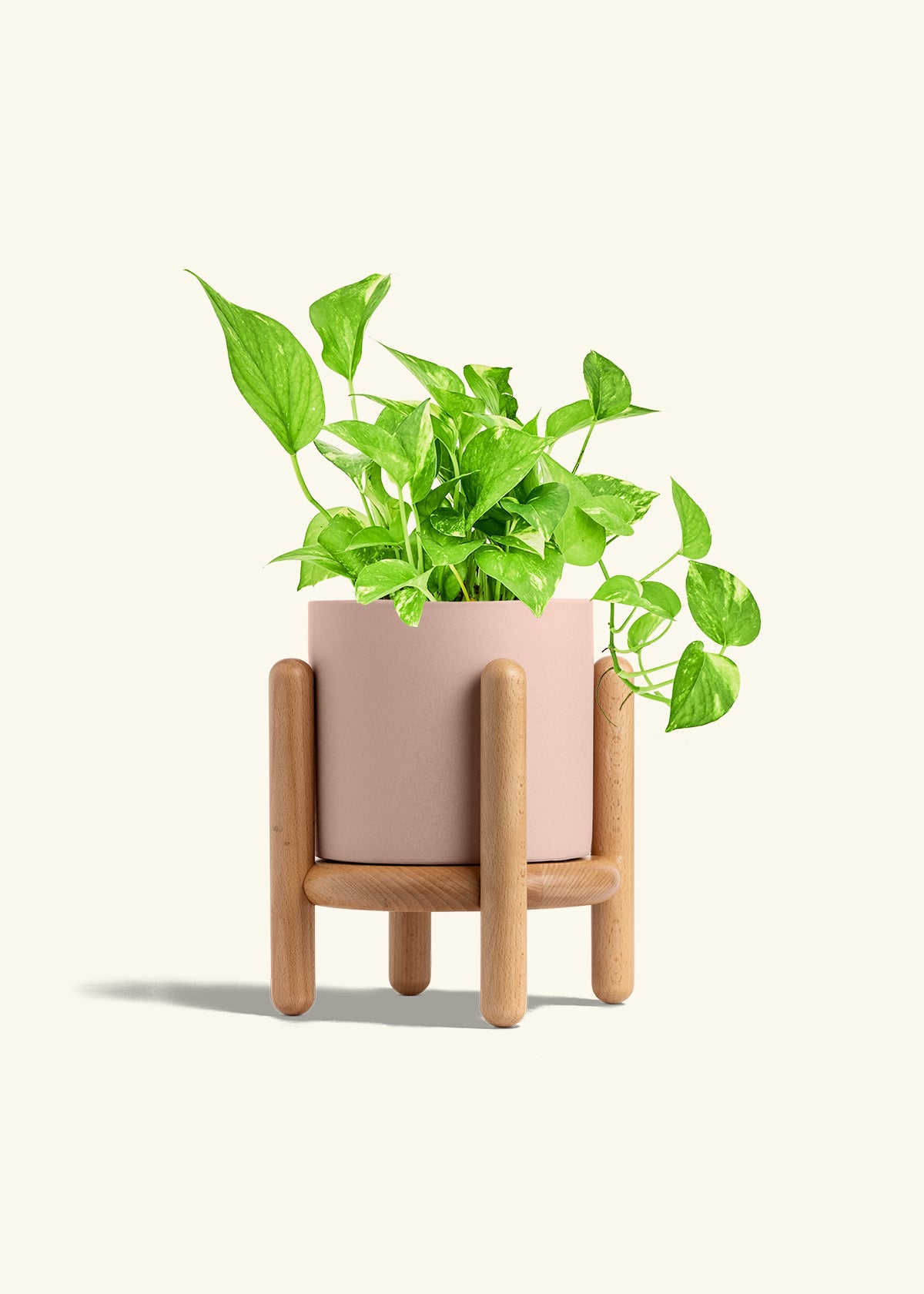 Golden Pothos in a 6 inches Pink Classic Cylinder Planter in a Beech Wood Stand