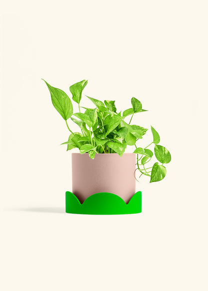 Golden Pothos in a 6 inches Pink Classic Cylinder Planter in a Shamrock Petal Drip Tray