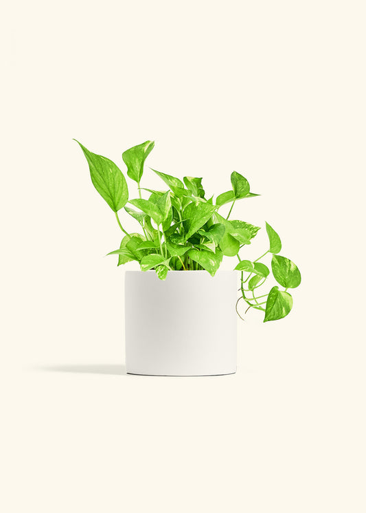 Golden Pothos in a 6 inches White Classic Cylinder Planter 