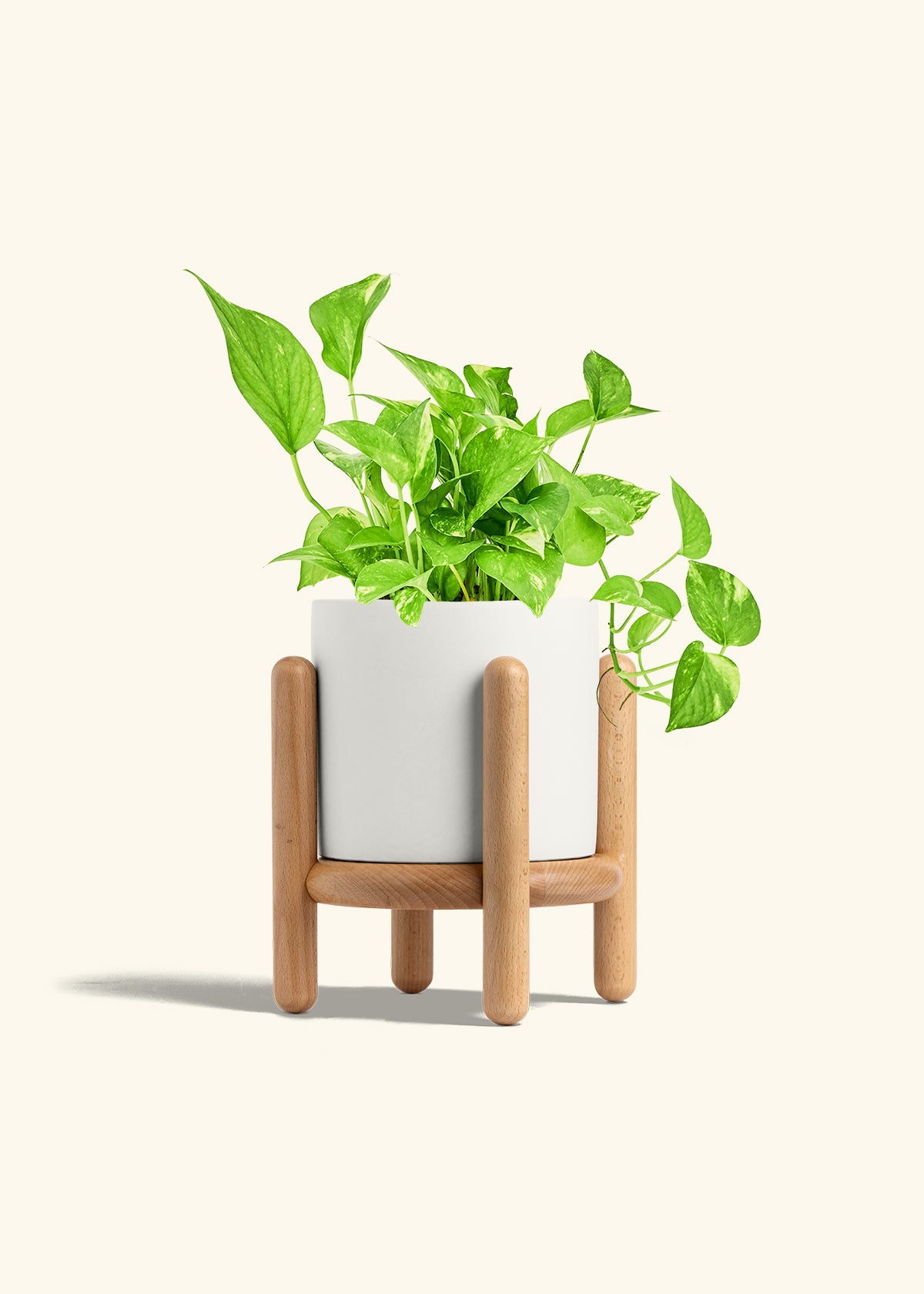 Golden Pothos in a 6 inches White Classic Cylinder Planter in a Beech Wood Stand