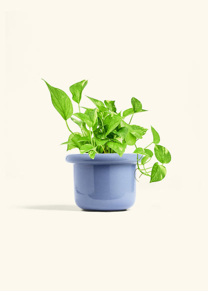 Golden Pothos in a 6 inches Fat Lip Blue Planter 