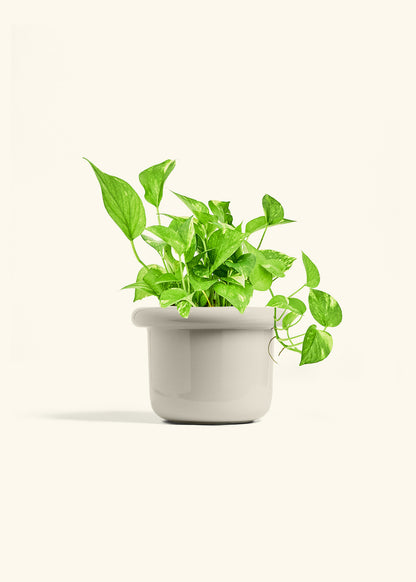 Golden Pothos in a 6 inches Fat Lip Oat Planter 