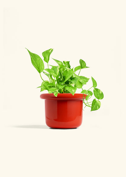 Golden Pothos in a 6 inches Fat Lip Red Planter 