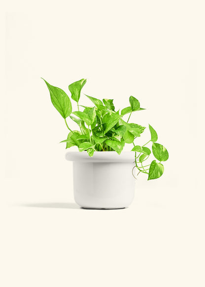 Golden Pothos in a 6 inches Fat Lip White Planter 