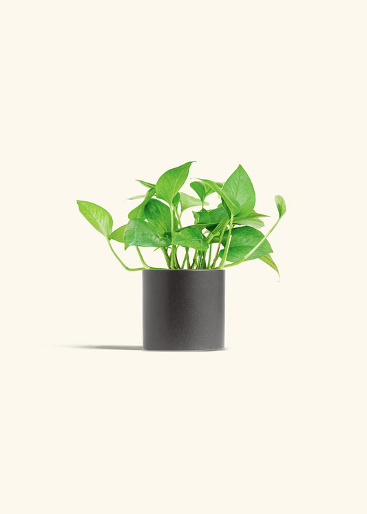 Jade Pothos in a 4 inches Charcoal Classic Cylinder Planter 