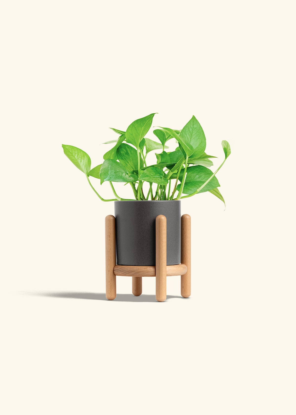 Jade Pothos in a 4 inches Charcoal Classic Cylinder Planter in a Beech Wood Stand
