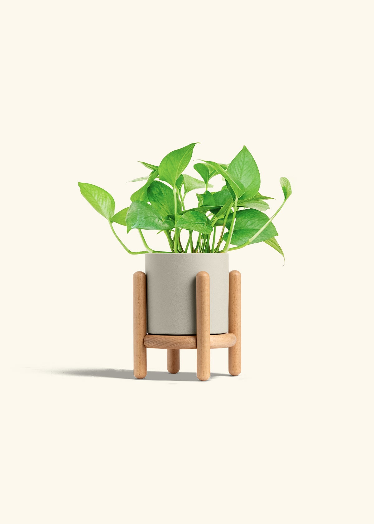 Jade Pothos in a 4 inches Oat Classic Cylinder Planter in a Beech Wood Stand