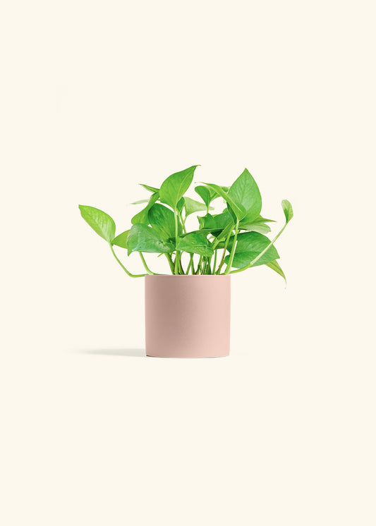 Jade Pothos in a 4 inches Pink Classic Cylinder Planter 