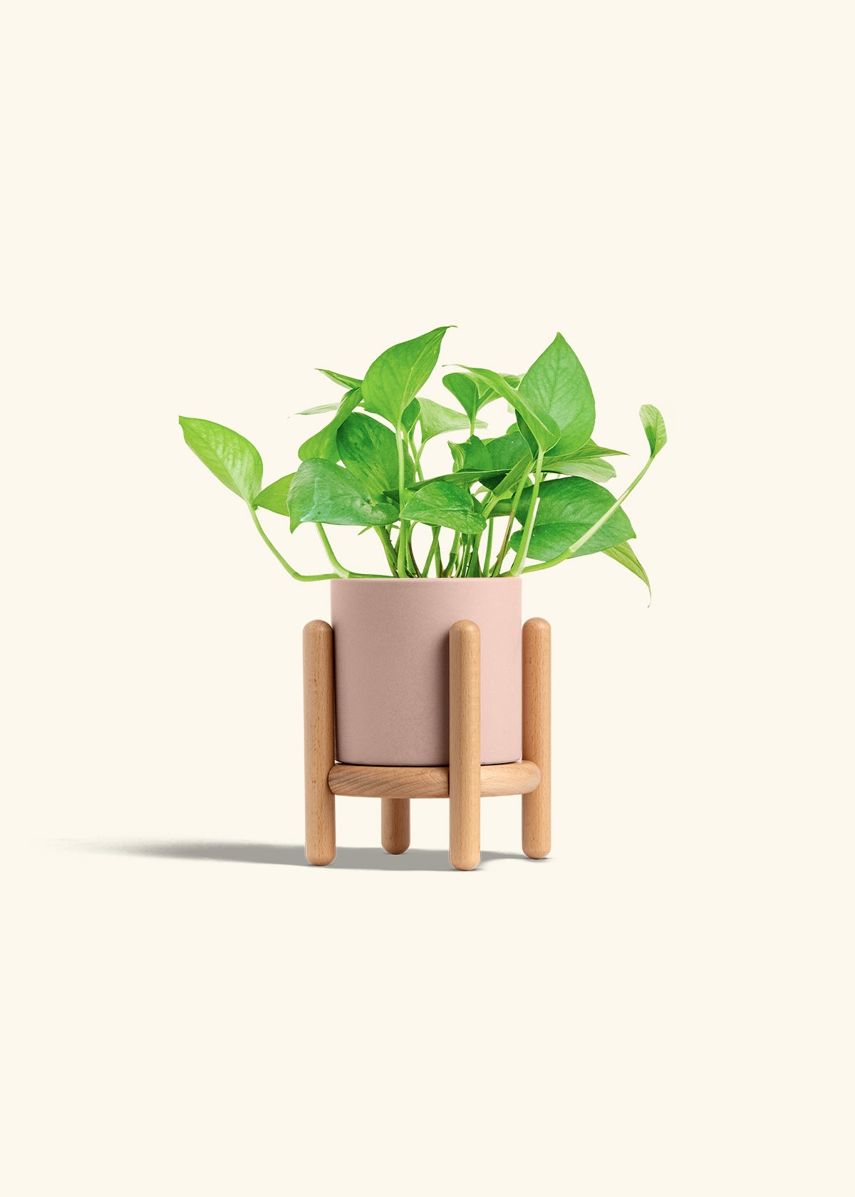 Jade Pothos in a 4 inches Pink Classic Cylinder Planter in a Beech Wood Stand