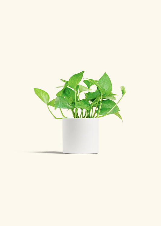 Jade Pothos in a 4 inches White Classic Cylinder Planter 