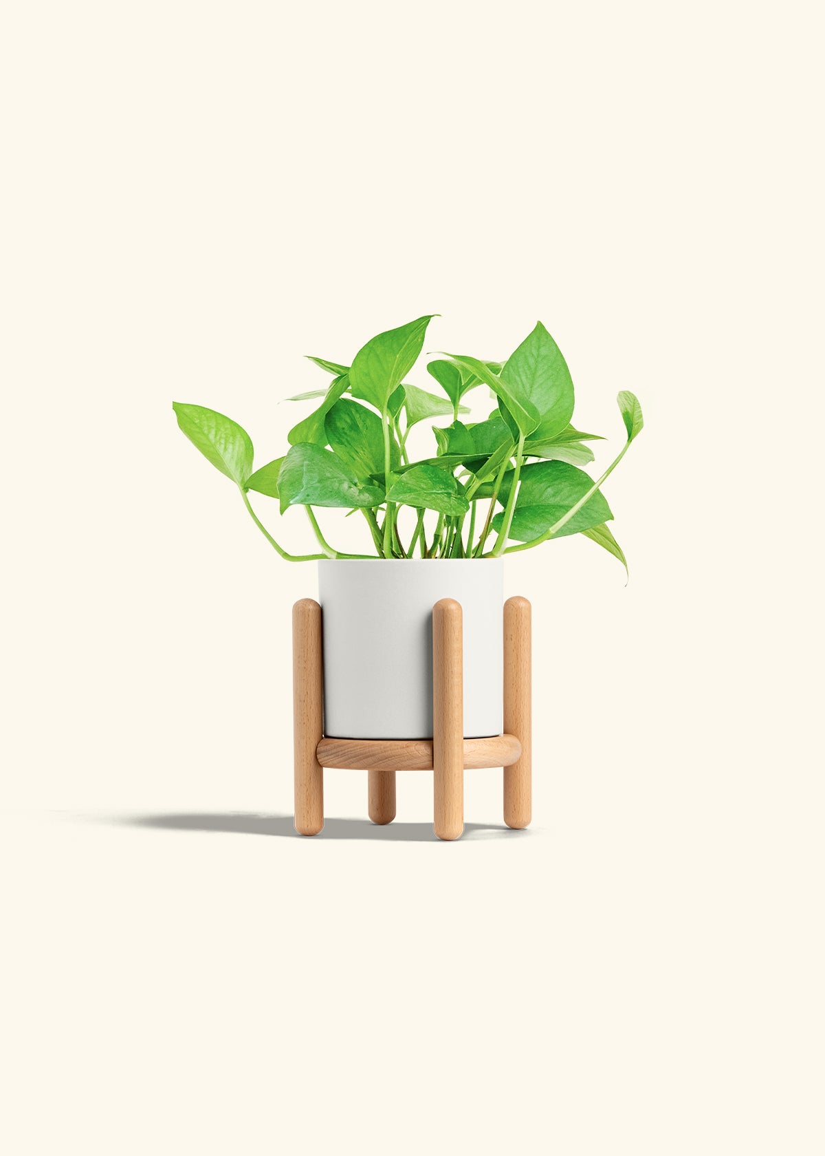 Jade Pothos in a 4 inches White Classic Cylinder Planter in a Beech Wood Stand