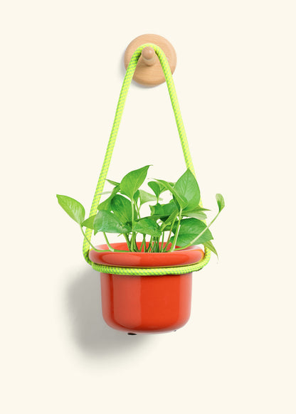 Pothos 'Jade', Small