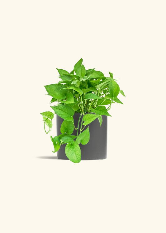 Pothos Jade in a 6 inches Charcoal Classic Cylinder Planter 