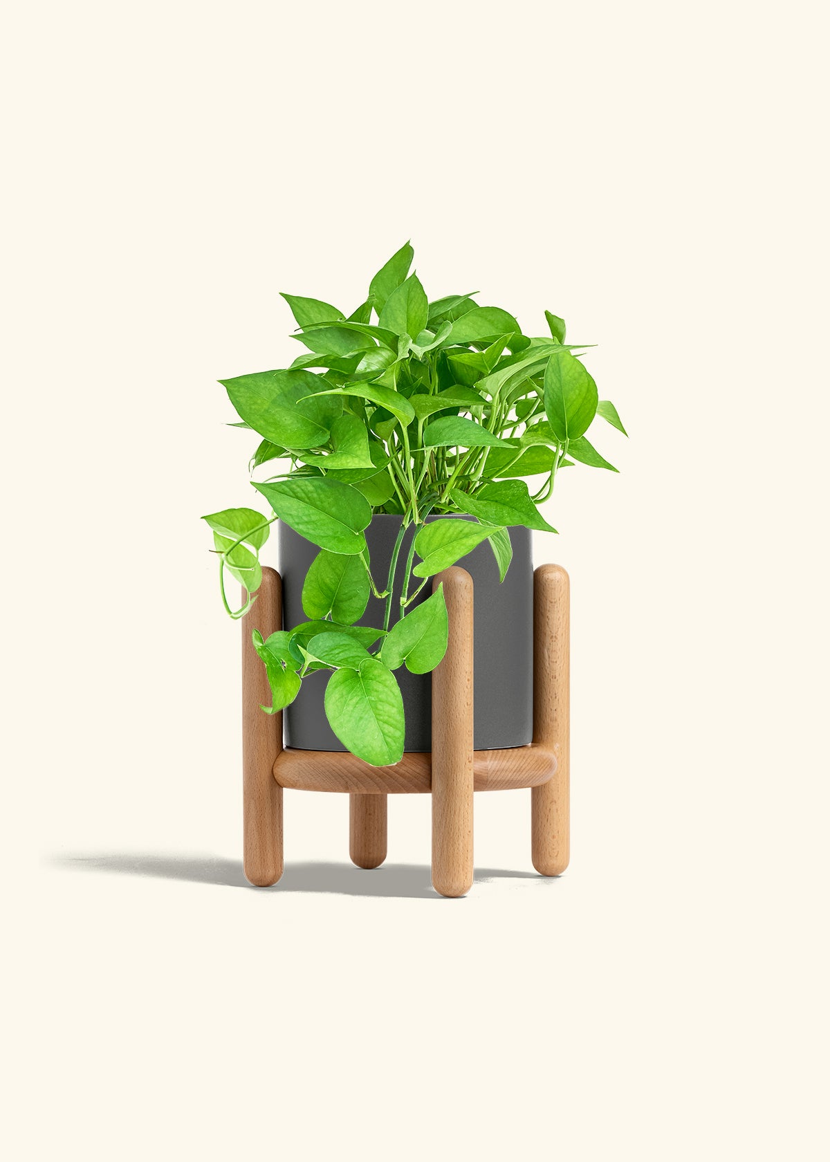 Pothos Jade in a 6 inches Charcoal Classic Cylinder Planter in a Beech Wood Stand