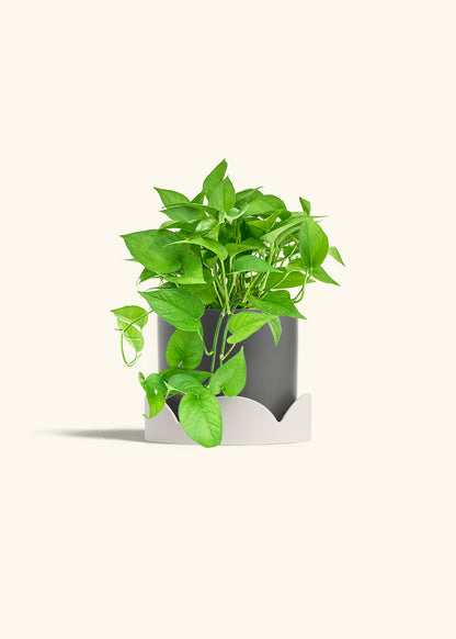 Pothos Jade in a 6 inches Charcoal Classic Cylinder Planter in a Oat Petal Drip Tray