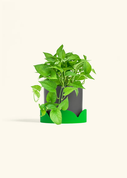 Pothos Jade in a 6 inches Charcoal Classic Cylinder Planter in a Shamrock Petal Drip Tray