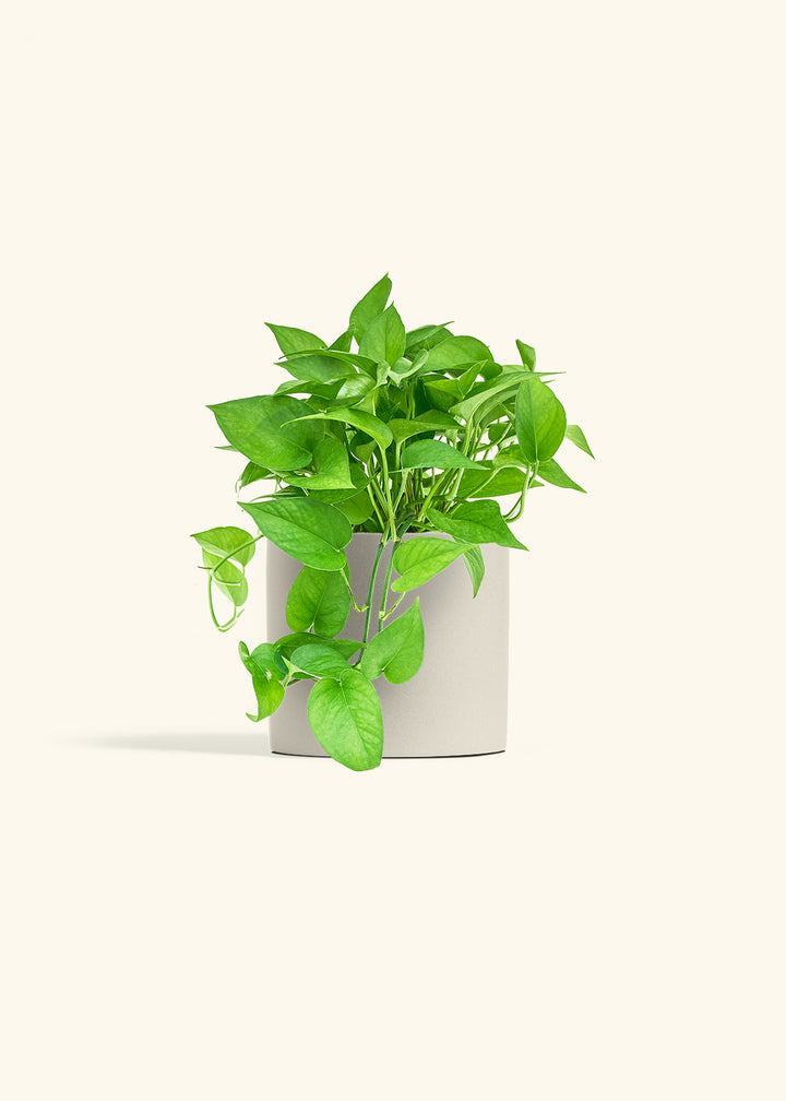 Pothos Jade in a 6 inches Oat Classic Cylinder Planter in a Oat Petal Drip Tray