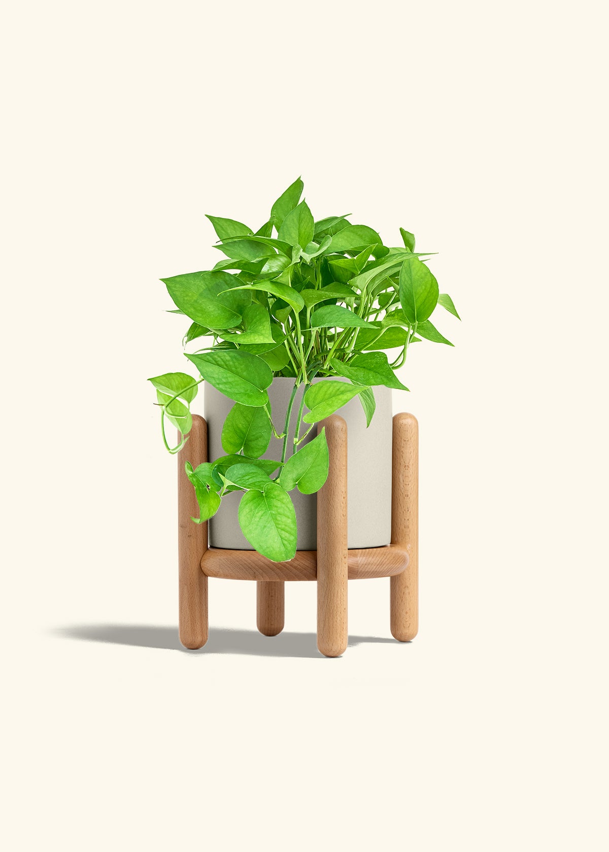 Pothos Jade in a 6 inches Oat Classic Cylinder Planter in a Beech Wood Stand
