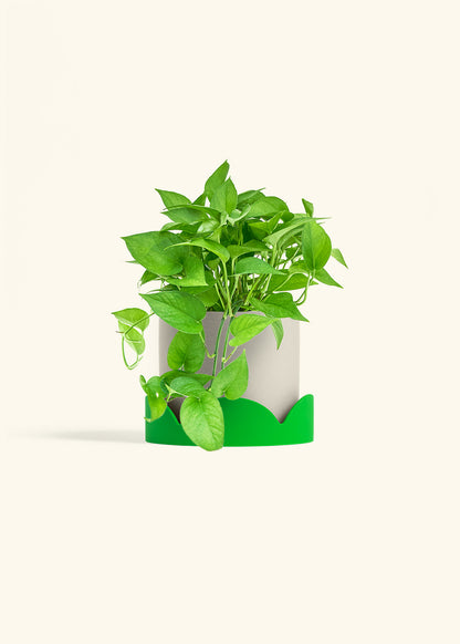 Pothos Jade in a 6 inches Oat Classic Cylinder Planter in a Shamrock Petal Drip Tray