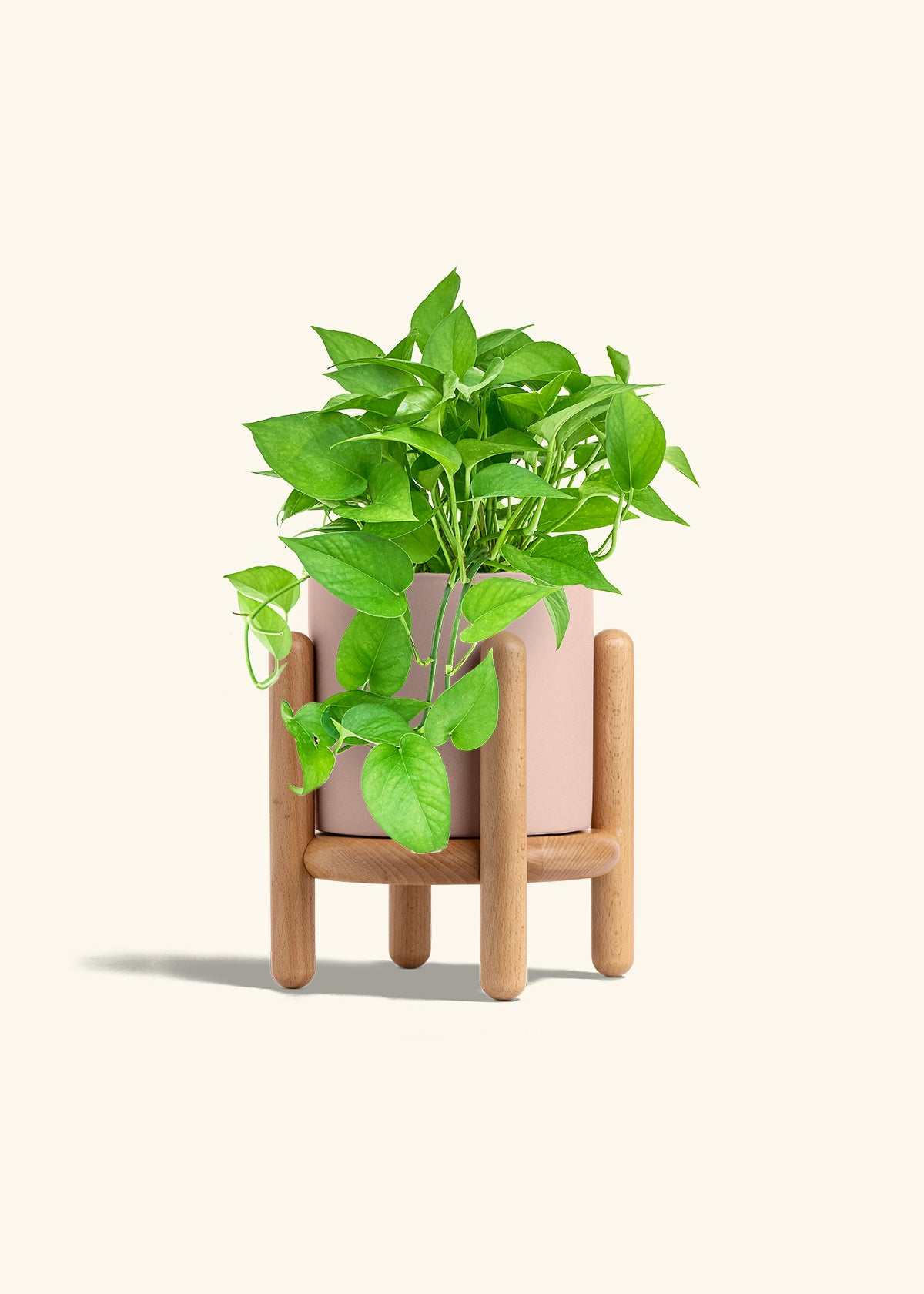 Pothos Jade in a 6 inches Pink Classic Cylinder Planter in a Beech Wood Stand