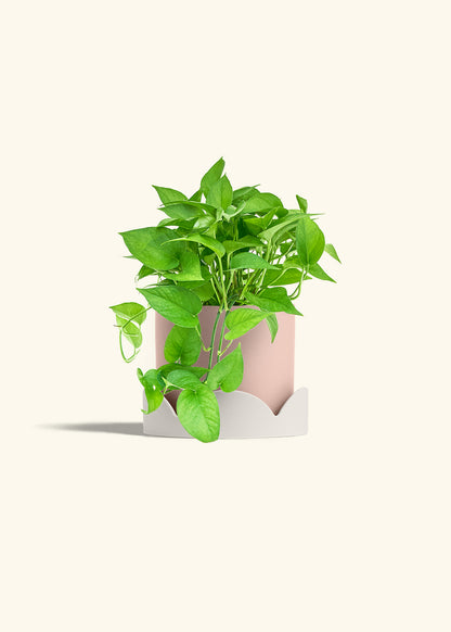 Pothos Jade in a 6 inches Pink Classic Cylinder Planter in a Oat Petal Drip Tray