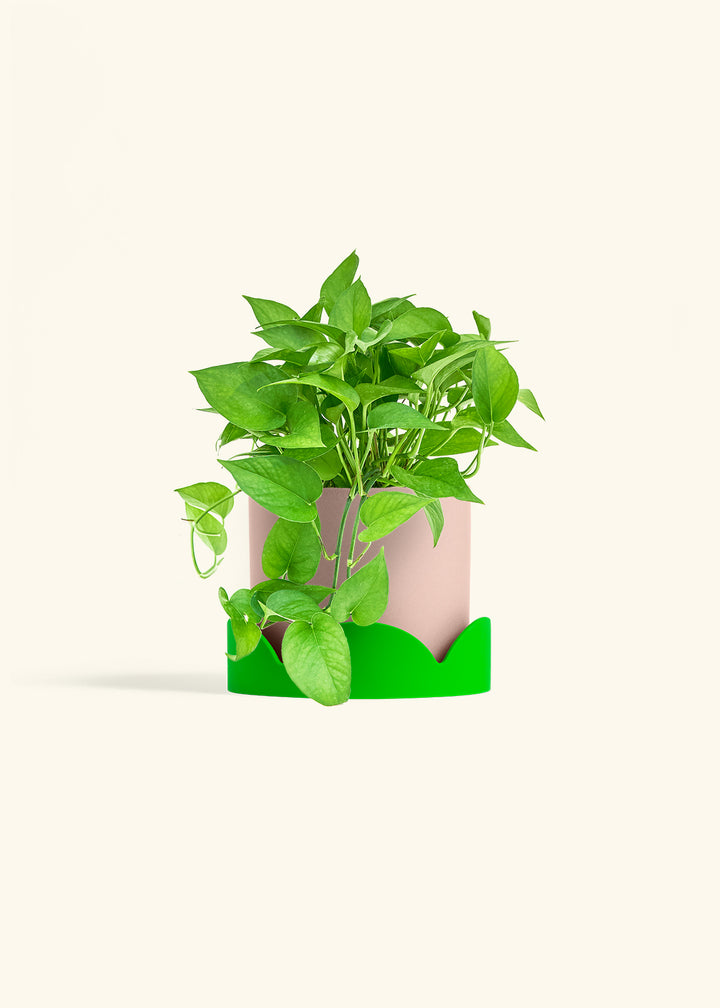 Pothos Jade in a 6 inches Pink Classic Cylinder Planter in a Shamrock Petal Drip Tray