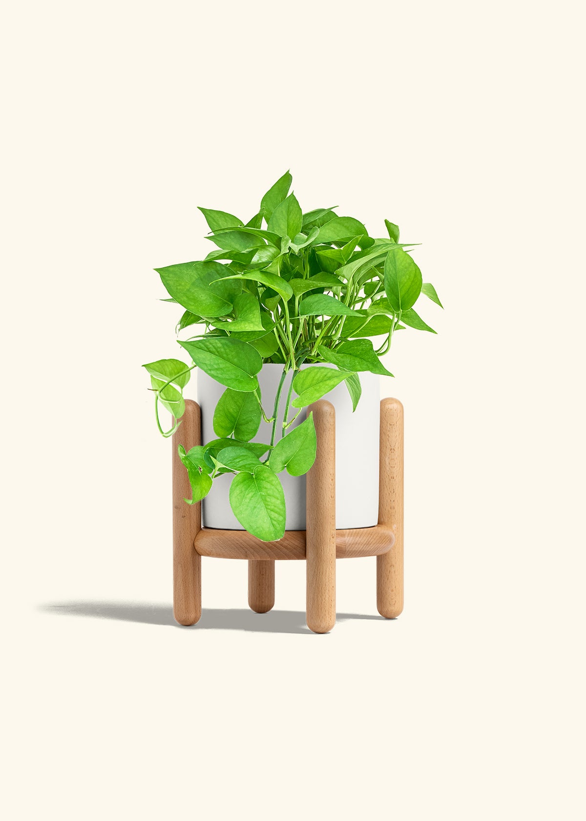 Pothos Jade in a 6 inches White Classic Cylinder Planter in a Beech Wood Stand